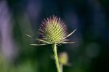 Dipsacus dipsacoides