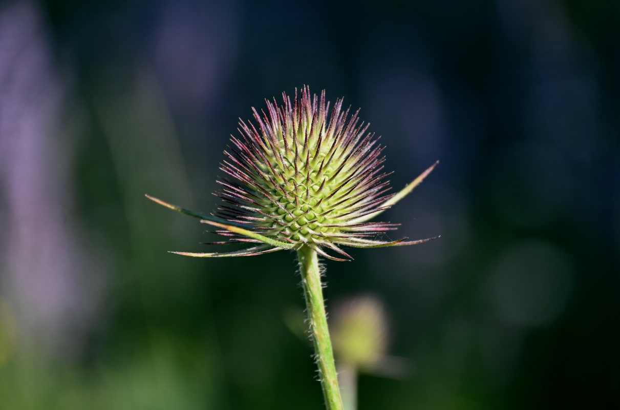 Изображение особи Dipsacus dipsacoides.