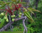 Acer mandshuricum. Веточка с соцветиями и разворачивающимися листьями. Владивосток, Ботанический сад-институт ДВО РАН. 24 мая 2010 г.