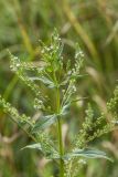 Veronica anagallis-aquatica. Верхушка цветущего растения с притаившимся богомолом. Ростовская обл., Красносулинский р-н, балка Ясеновская, ручей. 29.07.2023.