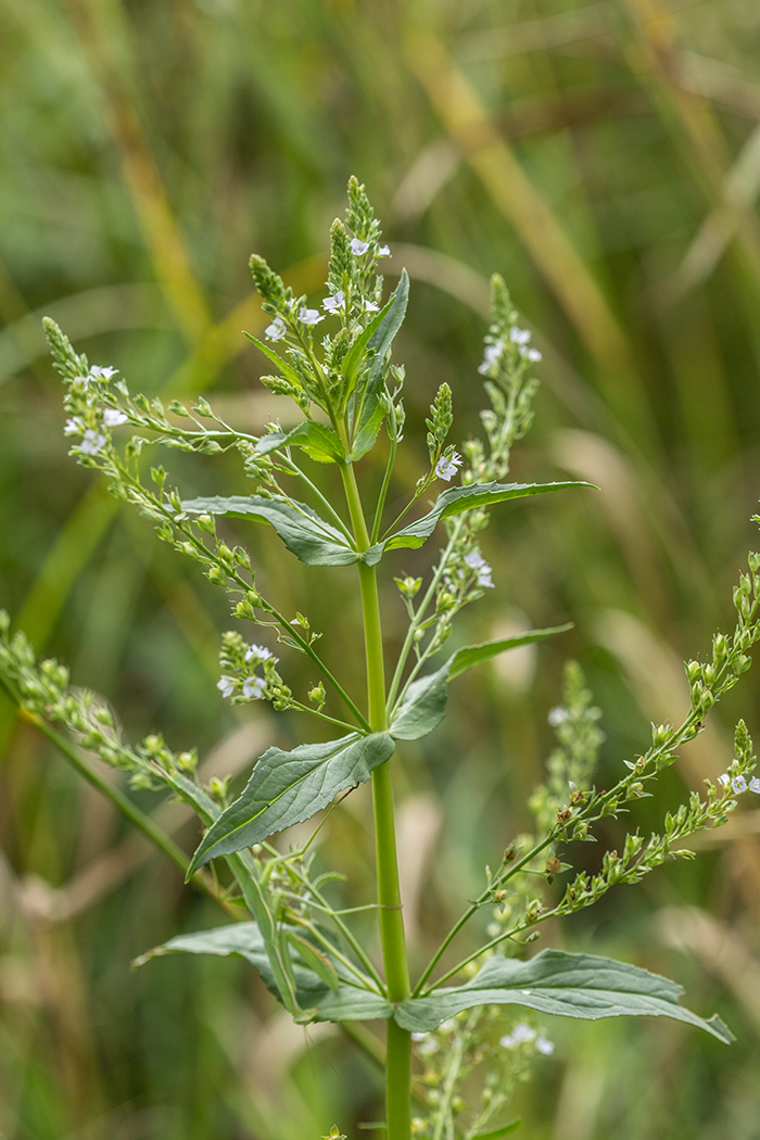 Image of Veronica anagallis-aquatica specimen.