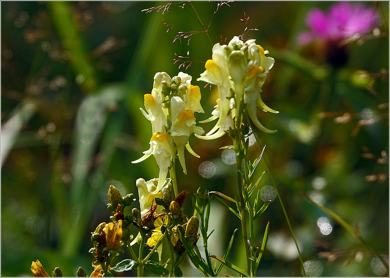 Image of Linaria vulgaris specimen.