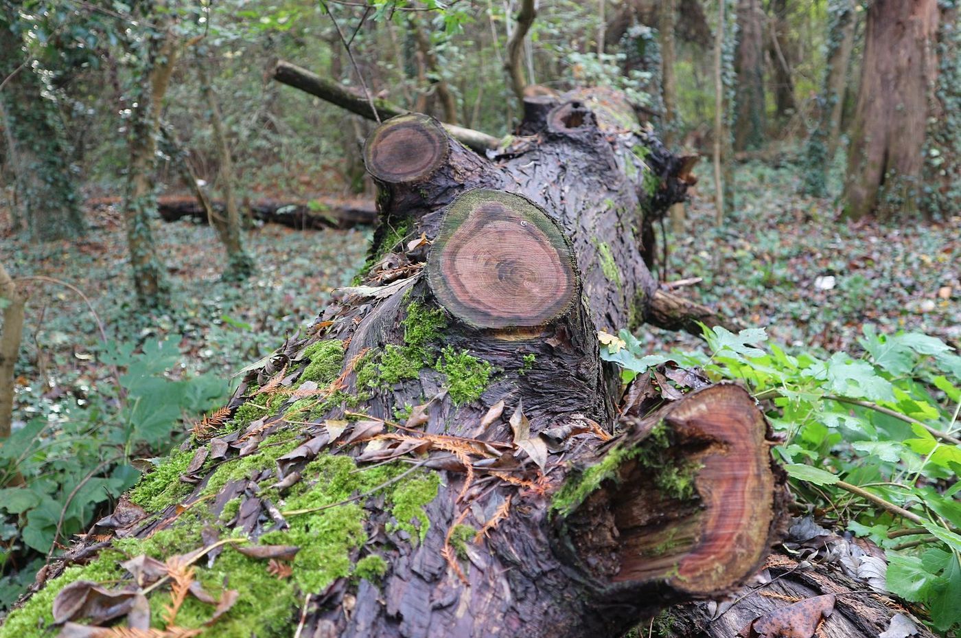 Image of Taxodium distichum specimen.