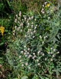 Erigeron orientalis