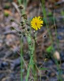 Hieracium umbellatum. Верхушка цветущего и плодоносящего растения с кормящейся пчёлкой. Московская обл., Орехово-Зуевский гор. округ, окр. оз. Горбатое, опушка сосняка. 23.09.2023.