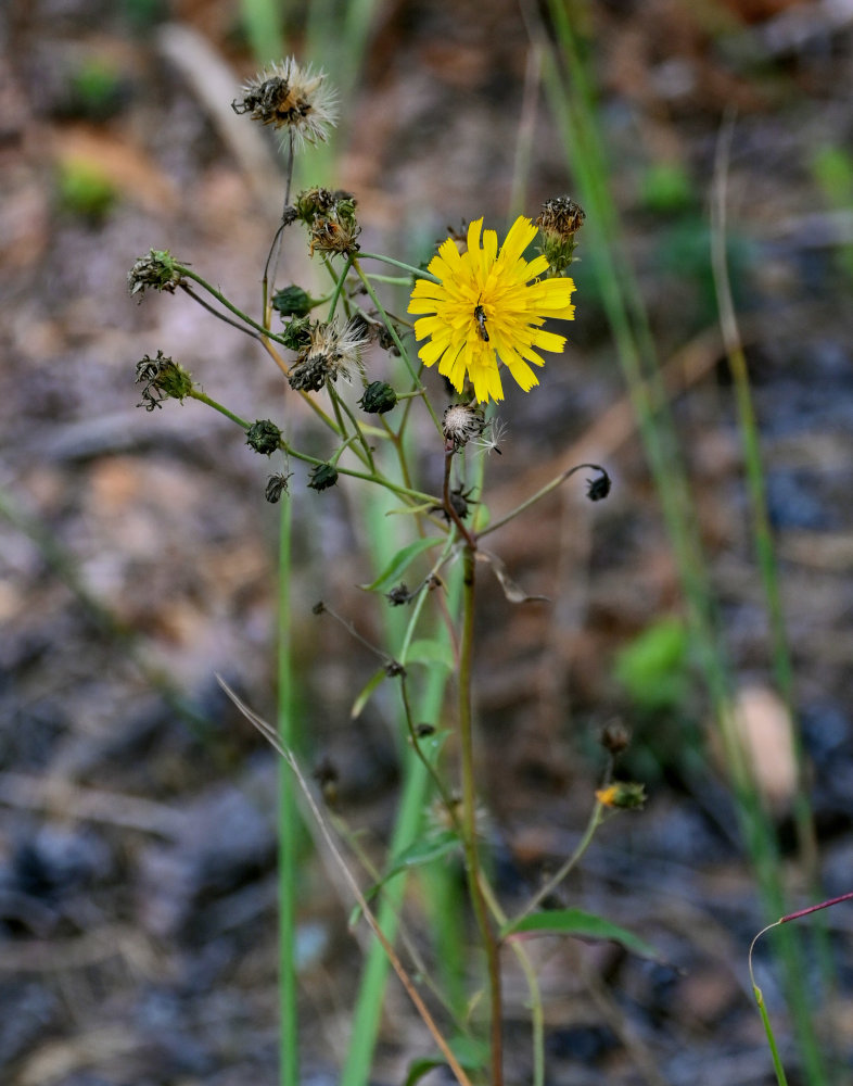 Image of Hieracium umbellatum specimen.