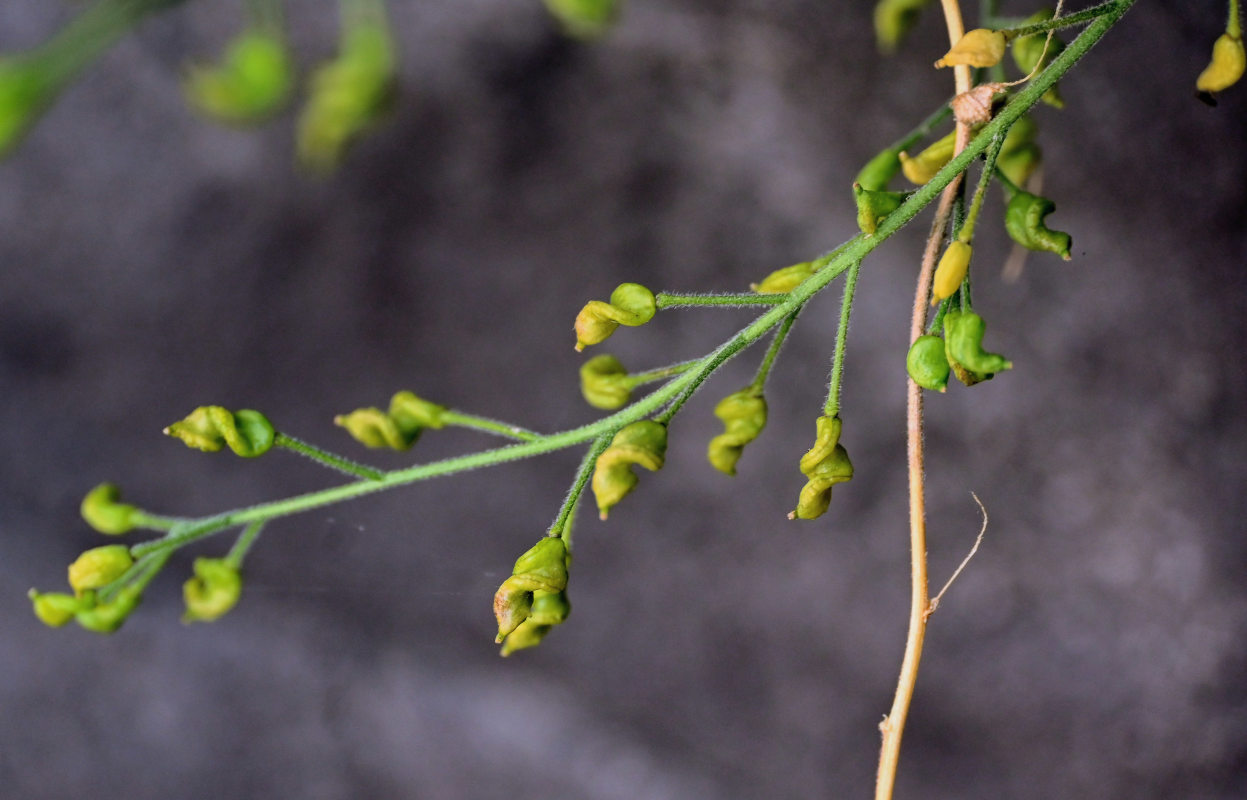 Image of Draba borealis specimen.