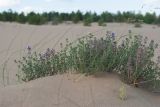 genus Thymus. Цветущие растения на гребне дюны. Республика Саха (Якутия), Хангаласский улус, Мальжагарский 2-й наслег, правый берег р. Лена, тукулан Кумыс-Самага. 31.07.2023.