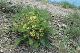 Astragalus utriger