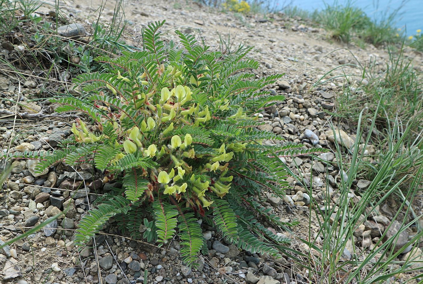 Image of Astragalus utriger specimen.