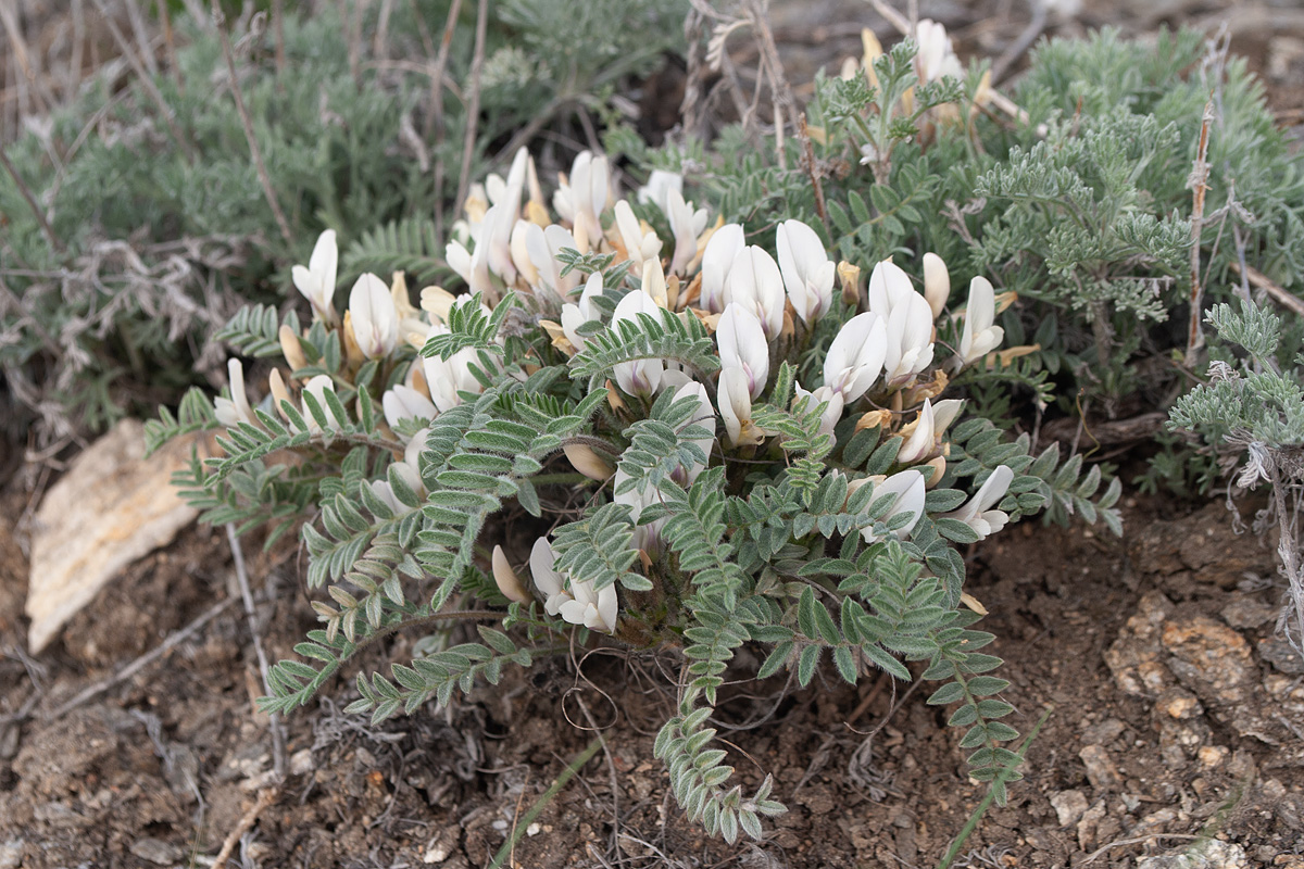 Изображение особи Astragalus sareptanus.