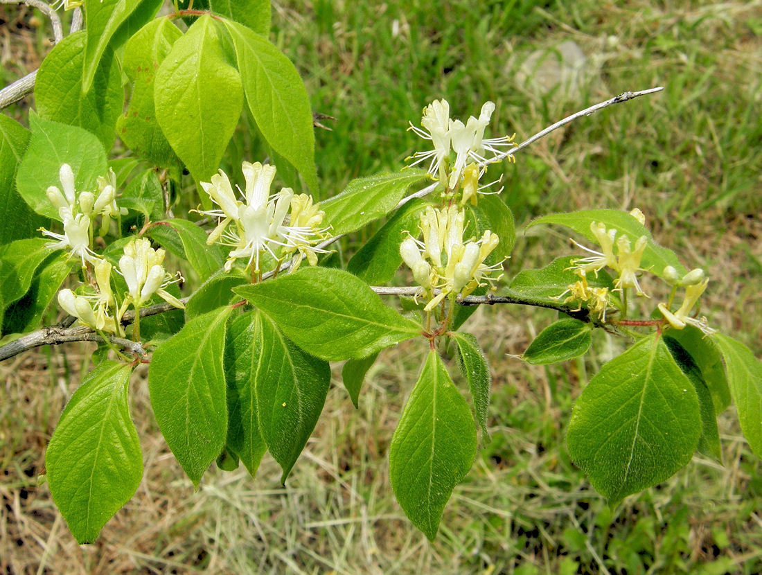 Image of Lonicera chrysantha specimen.