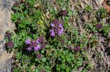 genus Thymus