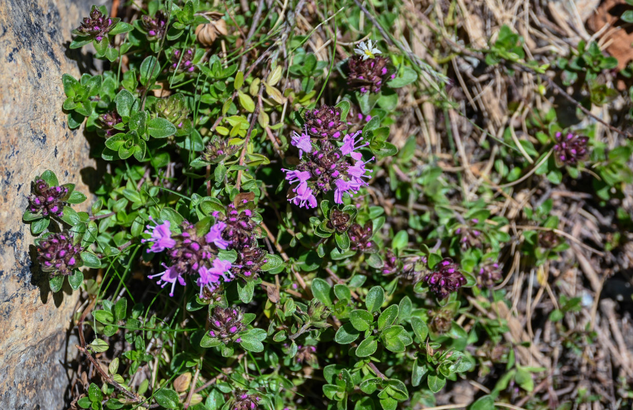 Изображение особи род Thymus.