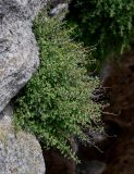 Parietaria judaica. Цветущие растения. Грузия, Самцхе-Джавахети, пещерный монастырь Вардзиа, на скале. 13.06.2023.