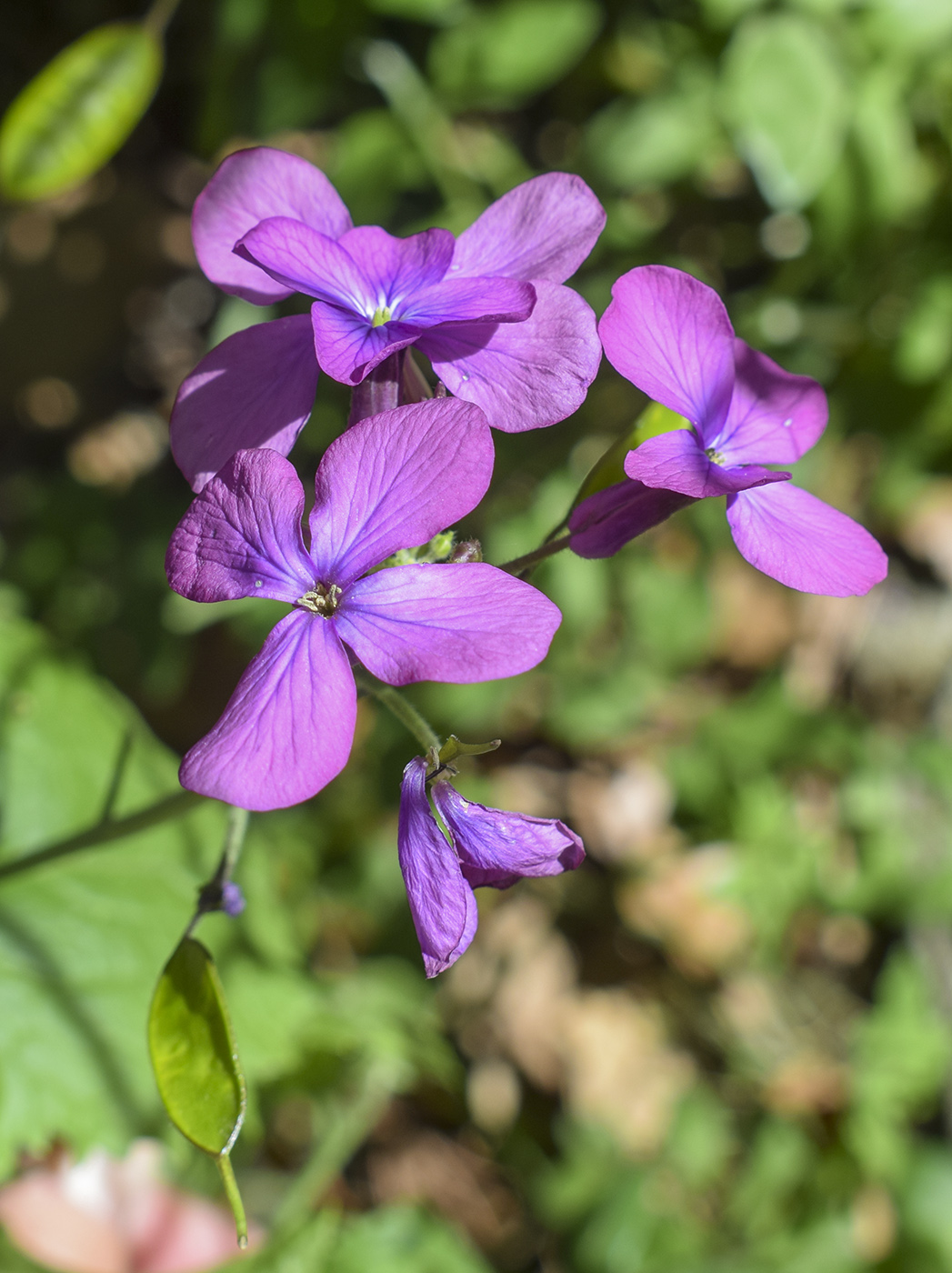 Изображение особи Lunaria annua.