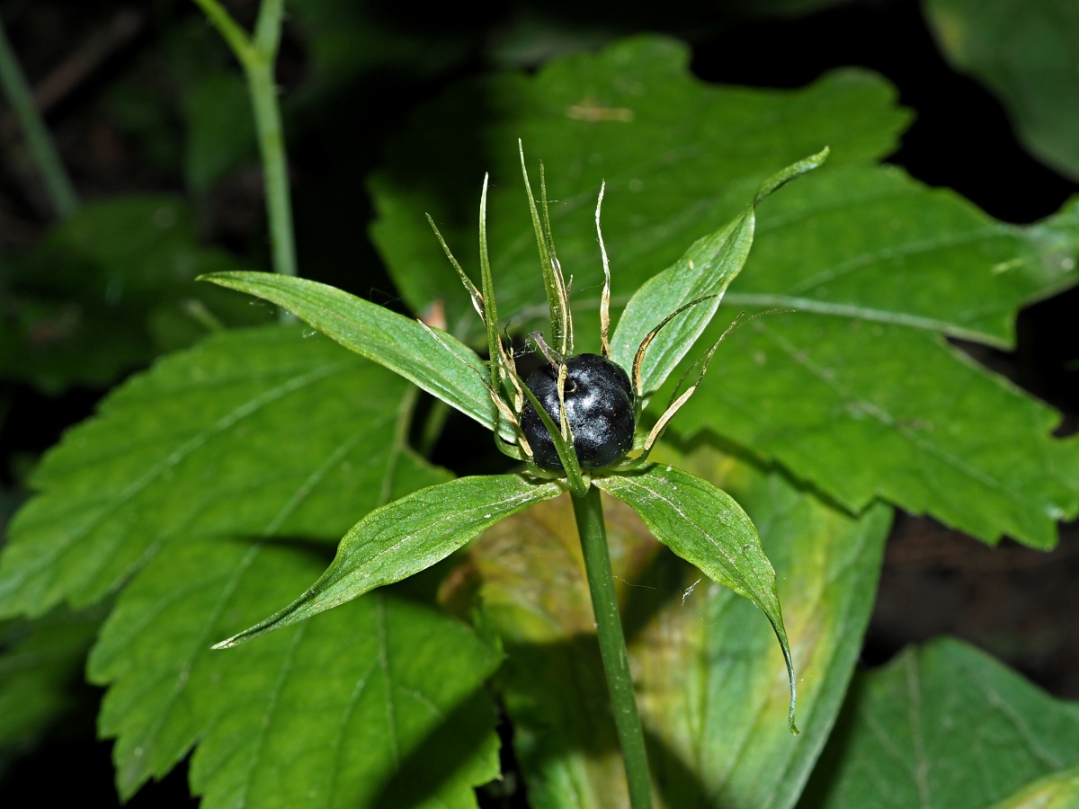 Image of Paris quadrifolia specimen.