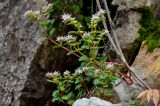 Sedum stoloniferum