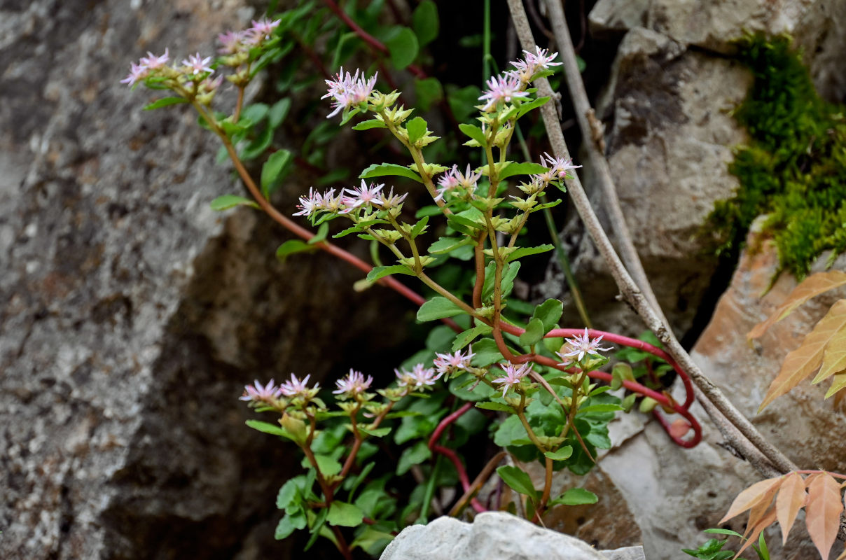 Изображение особи Sedum stoloniferum.