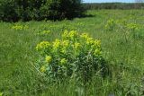 Euphorbia semivillosa