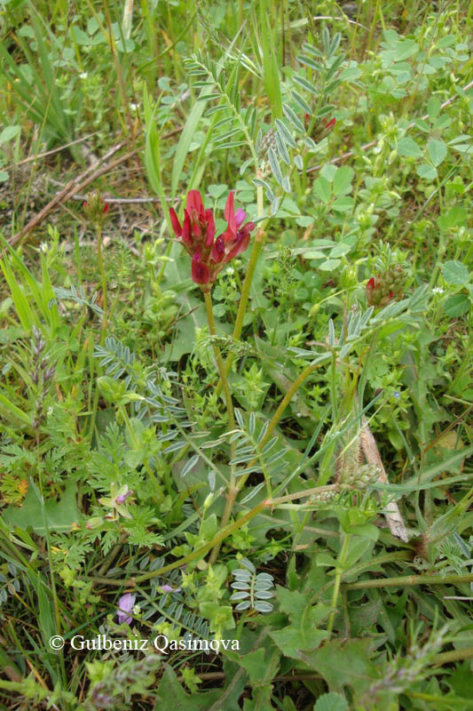 Изображение особи семейство Fabaceae.