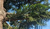 Araucaria heterophylla. Ветви. Италия, обл. Кампания, провинция Салерно, г. Амальфи, в культуре. 11 июня 2017 г.