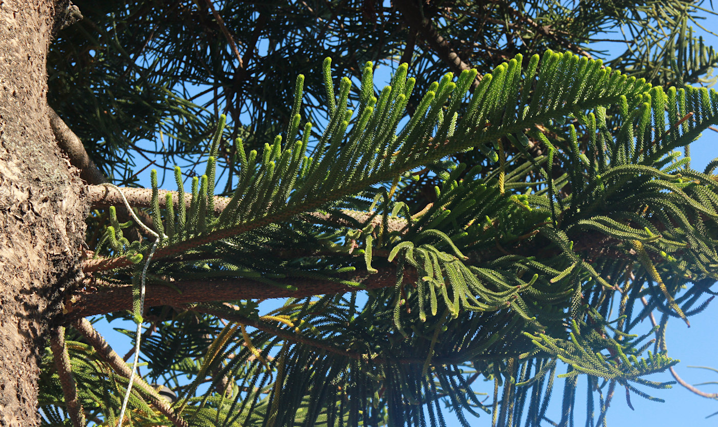Изображение особи Araucaria heterophylla.
