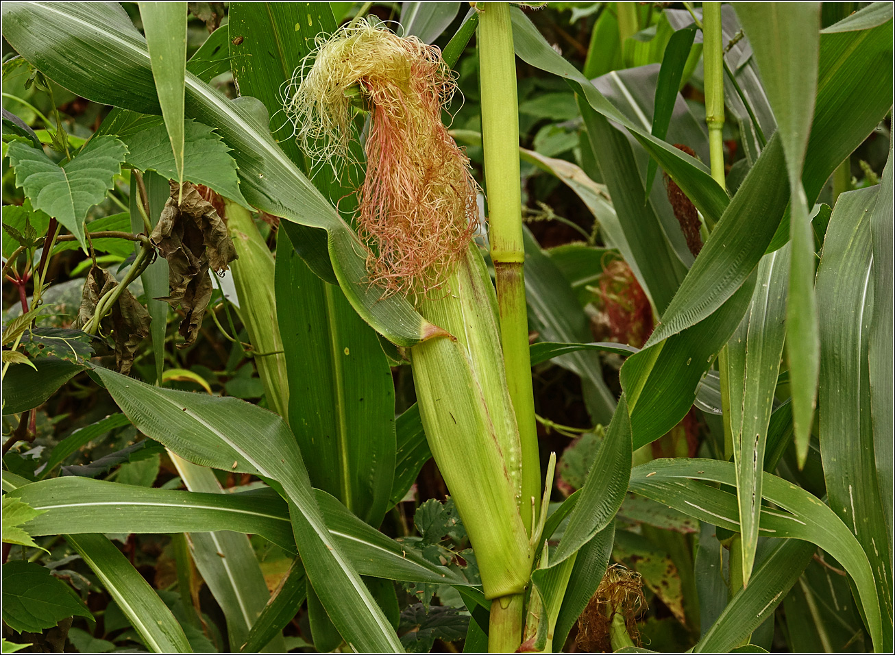 Image of Zea mays specimen.