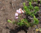 Phyllodoce aleutica × P. caerulea