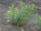 Euphorbia iberica