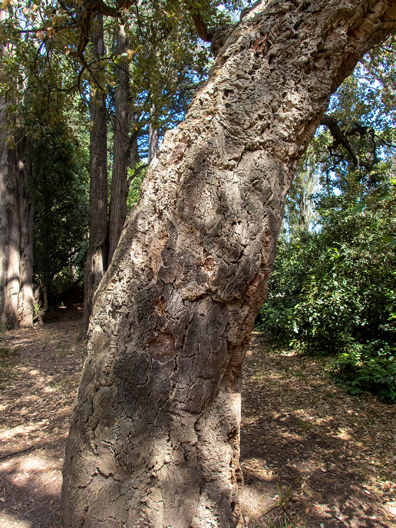 Изображение особи Quercus suber.