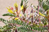 Astragalus rubtzovii. Соцветие и завязавшиеся плоды. Казахстан, Алматинская обл., Северный Тянь-Шань, дол. р. Кегень, пески Кум-Текей, ≈ 2000 м н.у.м., барханные пески. 26 июля 2024 г.