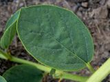 Capparis herbacea