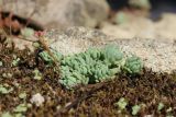 Sedum hispanicum