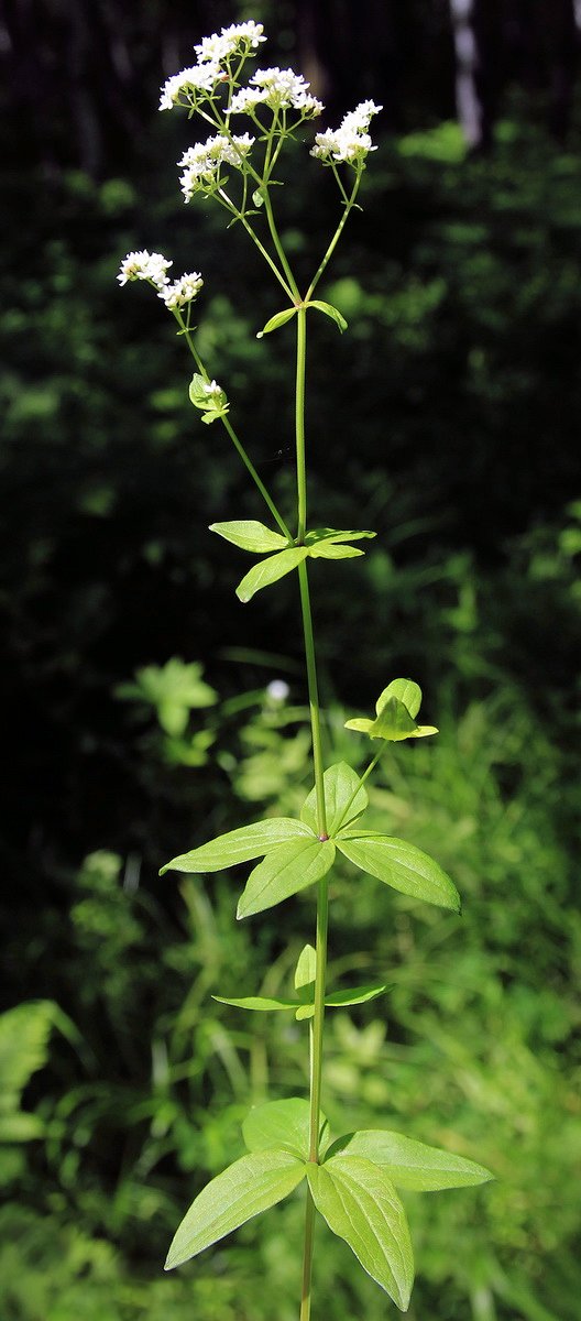 Image of Galium physocarpum specimen.