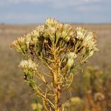 Galatella biflora. Верхушка плодоносящего растения. Ульяновская обл., Мелекесский р-н, верховье сезонной р. Сух. Авраль, остепнённый луг с участками засоления. 16.09.2023.