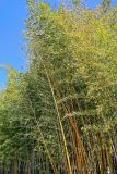 Phyllostachys aurea