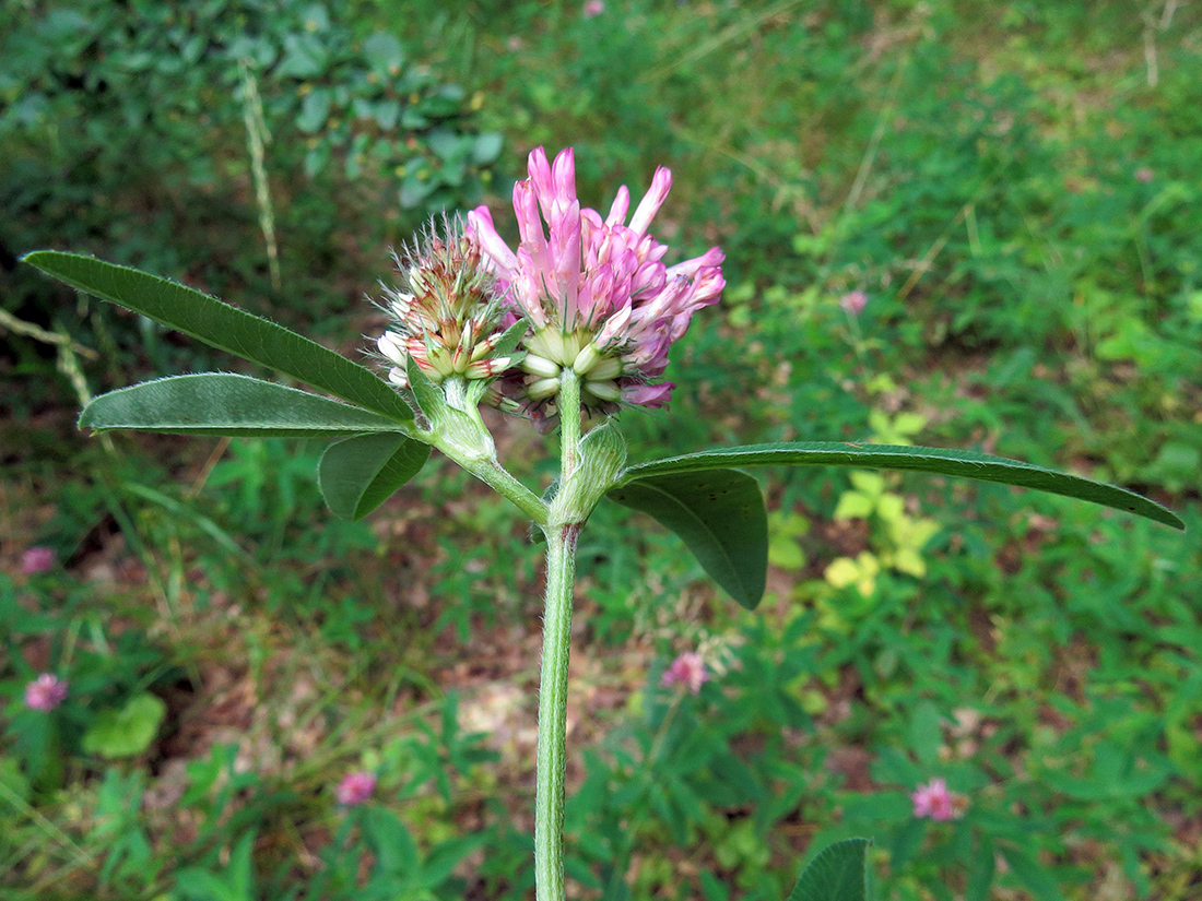 Image of Trifolium medium specimen.