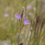 Campanula wolgensis