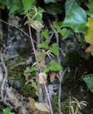 Legousia falcata. Верхушка плодоносящего побега. Абхазия, окр. г. Новый Афон, вершина Иверской горы, покрытый плющом склон. 12.06.2025.
