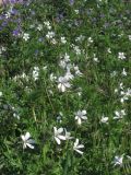 Erodium ciconium