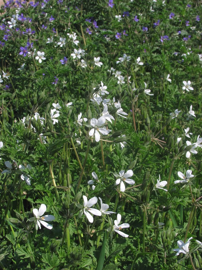 Изображение особи Erodium ciconium.