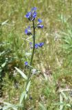 семейство Boraginaceae