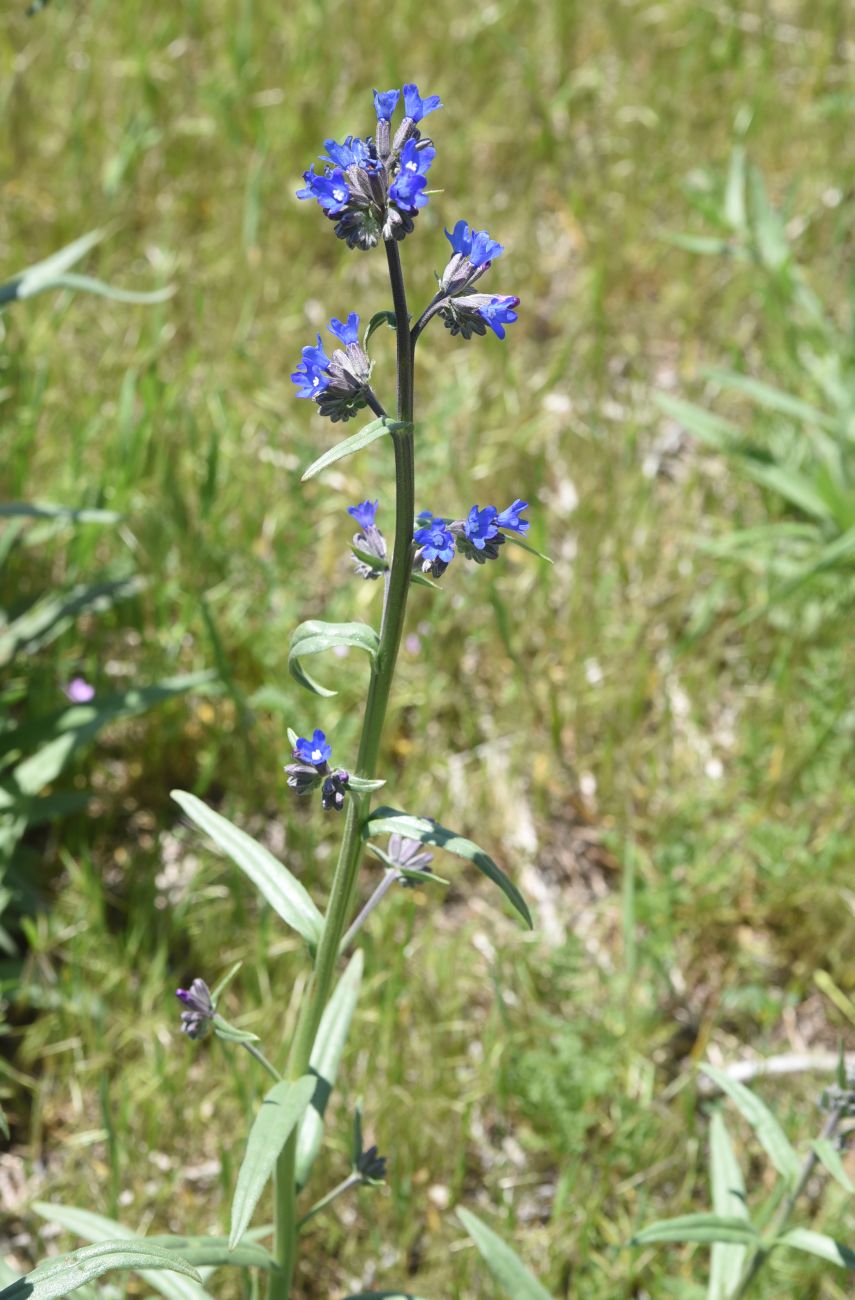 Image of genus Anchusa specimen.