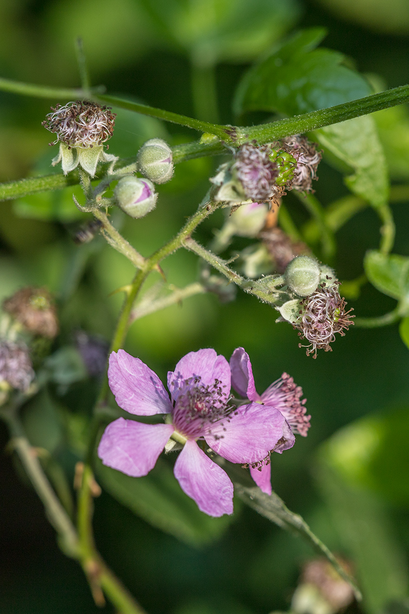 Изображение особи Rubus sanctus.