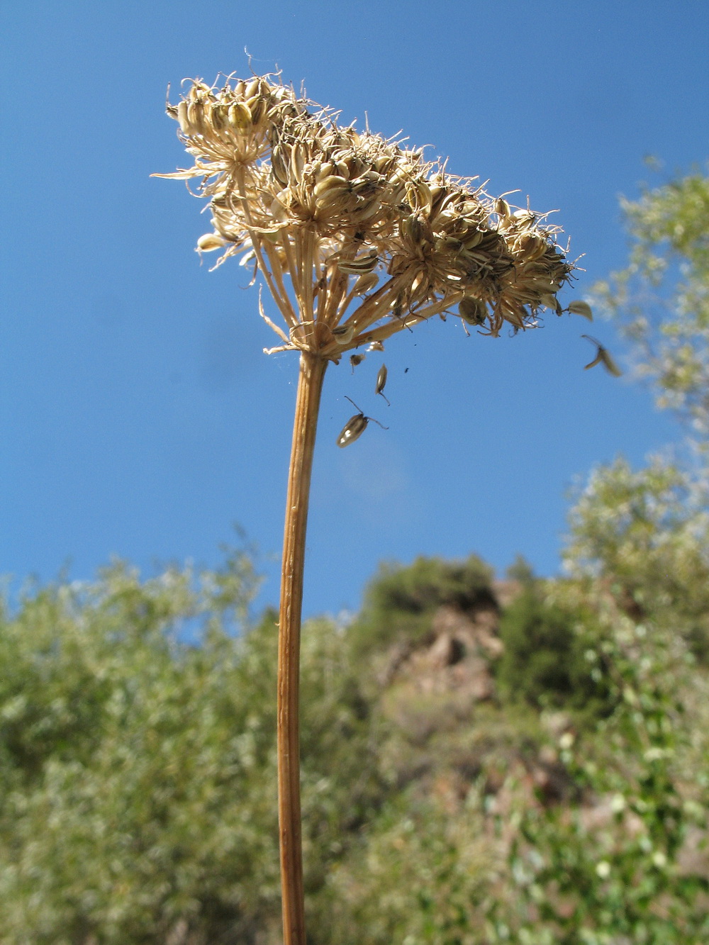 Image of Seseli nemorosum specimen.