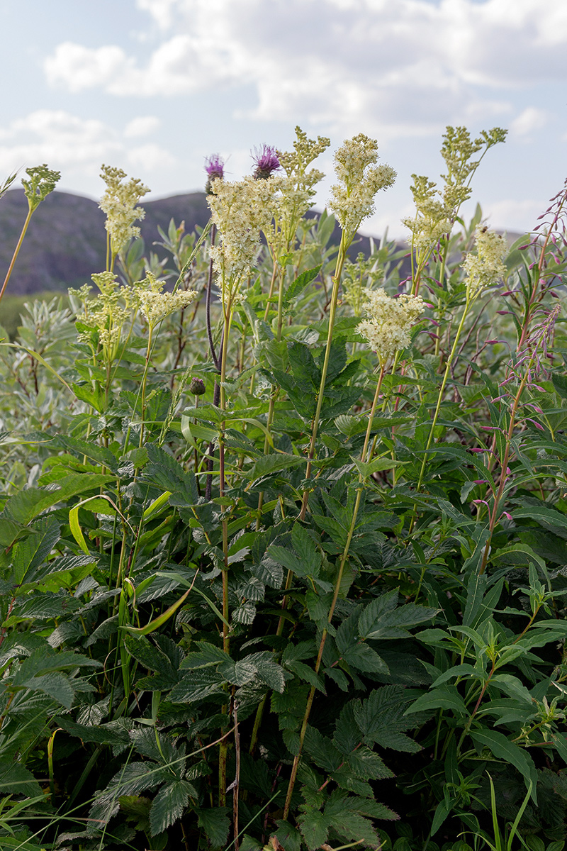 Изображение особи Filipendula ulmaria.