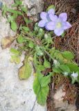 genus Campanula. Прикорневые листья и цветки. Турция, пров. Мугла, р-н Даламан, округ Капукаргын, п-ов Капыдаг, бухта Явансу (Yavansu Koyu), каменистый склон. 05.05.2025.