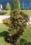 Pyracantha crenulata