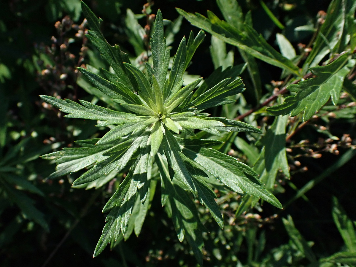 Изображение особи Artemisia integrifolia.